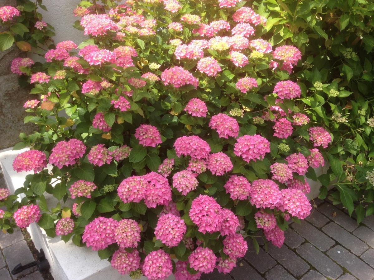 Les Hortensias Lantosque Exterior foto